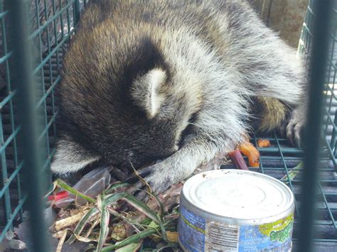 If they like the place, they'll start to make a home, creating a tapping sound in the wall at night while. How to Remove Raccoons: What Noises Do Raccoons Make?