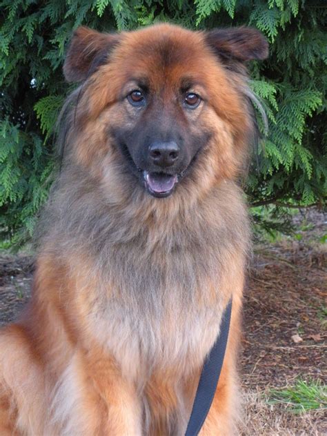 The striking chow chow may look like a big, cuddly teddy bear, but this puffy dog is rather aloof with everyone except his closest family members. AJ, long hair, chow mix. Rescue dog | AJ, Chow Mix | Pinterest