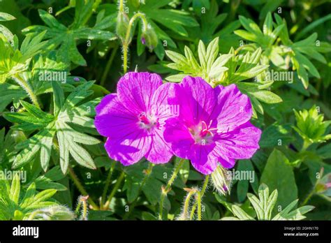 Geranium Sanguineum Tiny Monster Stock Photo Alamy