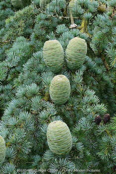 Minden Pictures Deodar Cedar Cedrus Deodara Mature Green Cones On