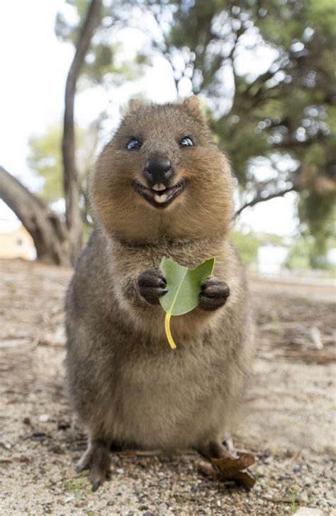They can be either existing memes or ones that you have created. One line of quokka - Meme Guy