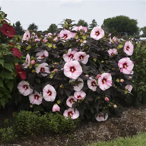 Summerific® Perfect Storm Rose Mallow Hibiscus Hybrid Proven Winners