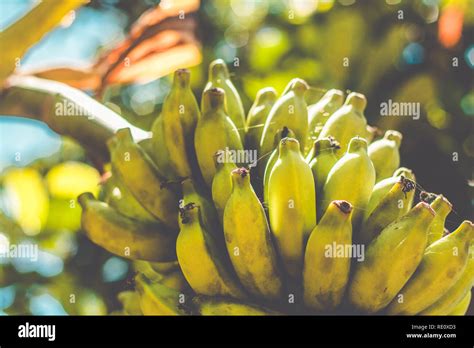 Bunch Of Green Bananas On Banana Tree Stock Photo Alamy