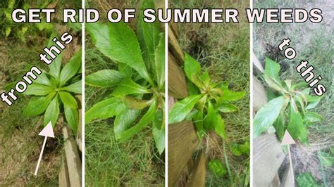 Check spelling or type a new query. How to get rid of weeds in the summer - YouTube
