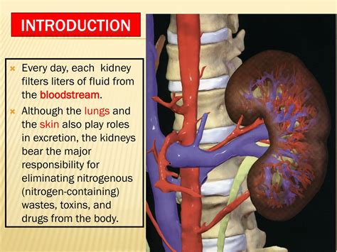 Ppt Anatomy Of Kidneys Powerpoint Presentation Free Download Id