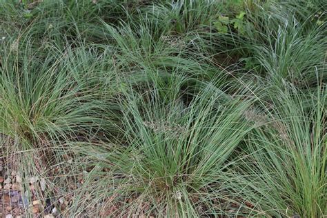 What Are Some Of The Best Native Ornamental Grasses For Landscapes