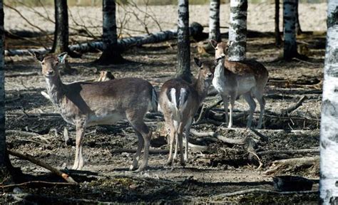Metsästäjät tyrmäävät ehdotuksen kauriiden ja peurojen ampumisesta