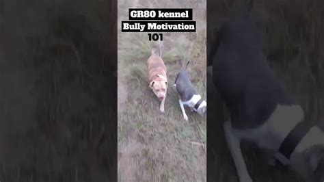 we not the only ones that need motivation 🐶 gr80kennel bully motivation 101 🐾 youtube