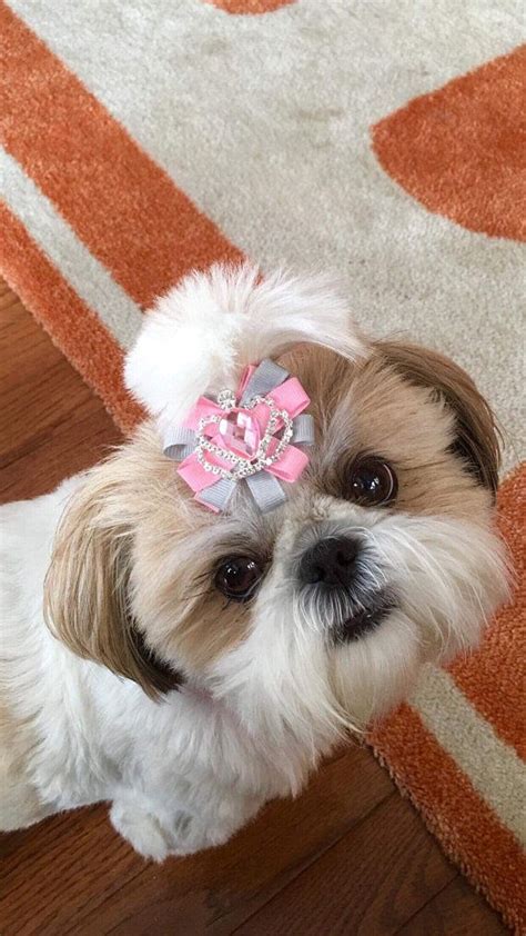 5 out of 5 stars. Dog Bows, Dog Bow, Dog Bow, Dog Grooming Bow, Puppy Bow ...