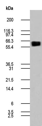 Human Cd80 Recombinant Fc Fusion Protein 21 1002