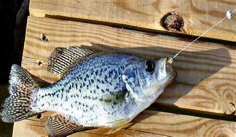 Best Time To Fish For Crappie Crappie Fishing Tips