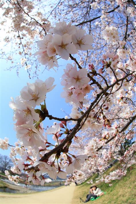 Holiday Hanami Blossom Trees Cherry Blossom