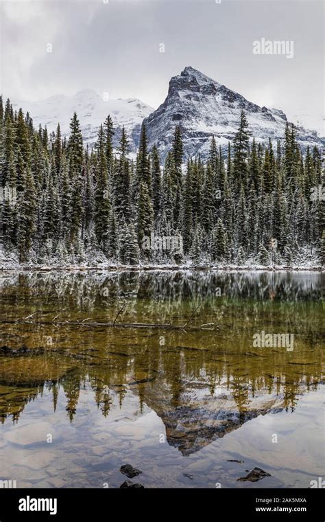 Cathedral Mountain Across Little Lake Ohara Along Outlet Stream From