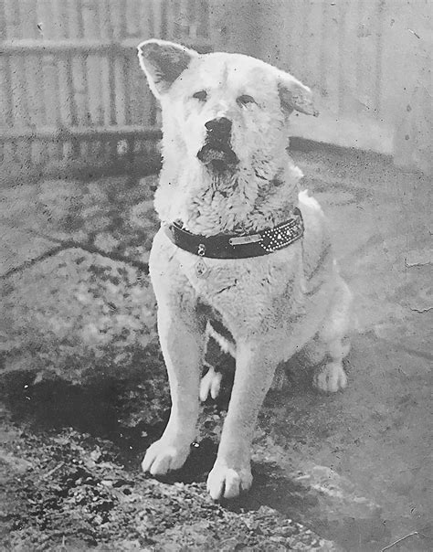 20 Interesting Facts About Hachiko The Loyal Dog