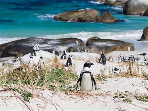 Boulders Beach Cape Town South Africa Activity Review And Photos