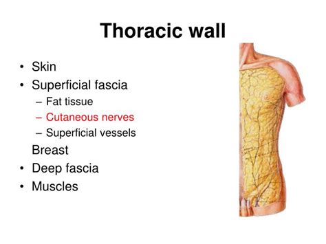 Anatomy Of Chest Wall Thoracic And Lumbar Paravertebral Block