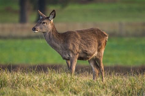 Free Images Nature Forest Grass Cute Male Wildlife Young