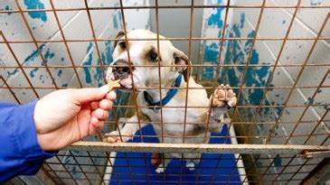 See more ideas about feed store, food animals, argyle. New bill undercuts local power, outlaws bestiality|Dayton ...
