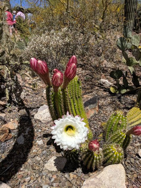 Tucsons Arizona Sonora Desert Museums Blooming Torch