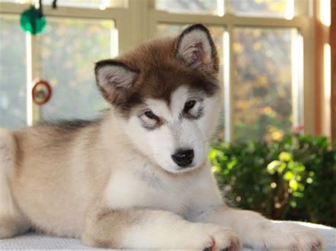 Jul 23, 2021 · a prank like alaska snow dragon may be fun for one but cause suffering for others. Marsha - BEARHUG KENNELS ALASKAN MALAMUTES