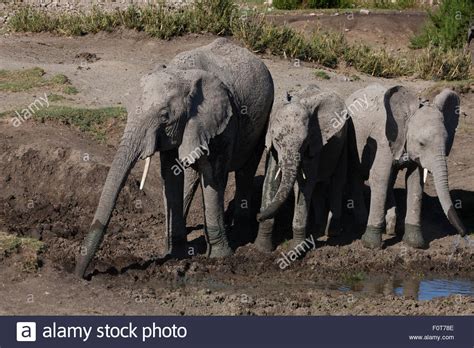 Ndutu Elephant Hi Res Stock Photography And Images Alamy