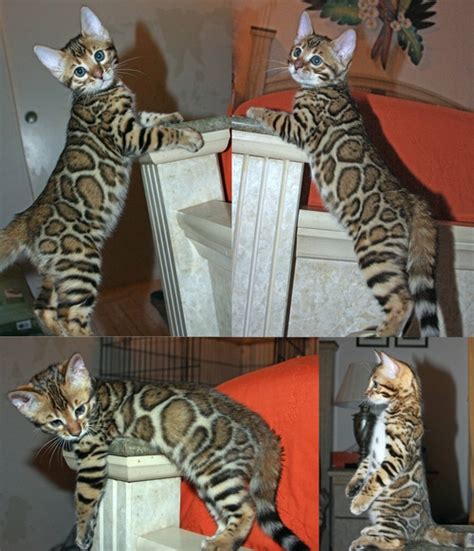 Discover our bengal kittens & cats that are currently for sale. Bengal Cat Bling | Bengal Kittens | San Diego California