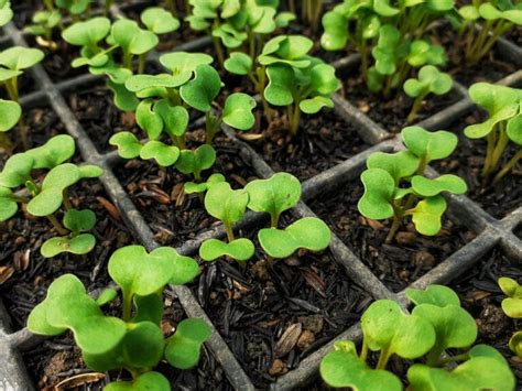 How To Grow Mustard Diy Garden