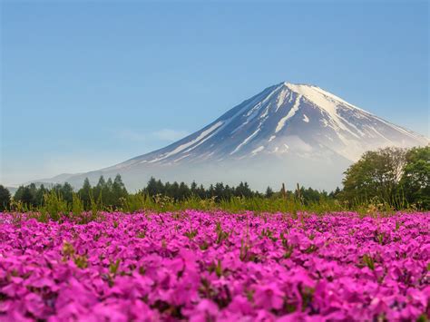Mountain Fuji Japan Shibasakura Pink Color Flower 4k Ultra Hd Desktop