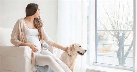 Can Dogs Sense Pregnancy In Humans Mybump2baby