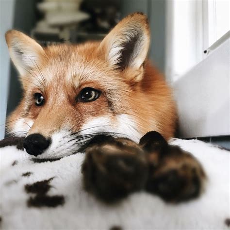 Heres What Its Like To Live With Juniper The Worlds Happiest Fox