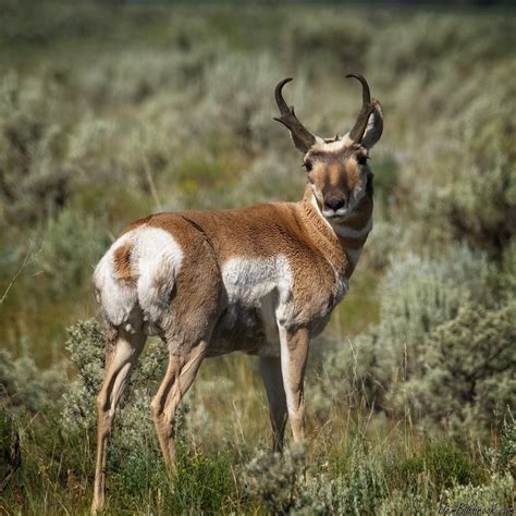 Yellowstone Animals Jem Bulbrook Photography