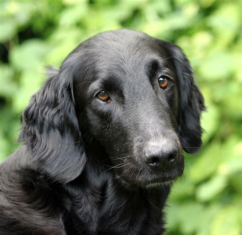 The curly coated retriever may be the most graceful and elegant of the retrievers, appearing longer legged and more agile than the others. Flat coated Retriever from Just Add Water Kennels | Flat ...