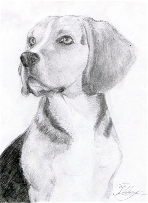 Beagle By Ingridda Beagle Art Pencil Drawings Of Animals Dog Sketch