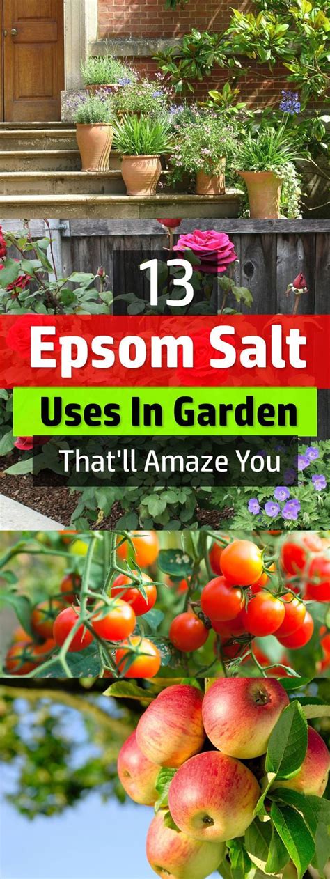 13 Epsom Salt Uses In Garden Thatll Amaze You Garden