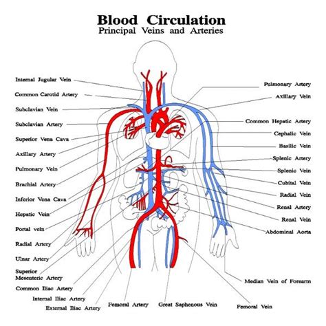 An artery (plural arteries) (from greek ἀρτηρία (artēria) 'windpipe, artery') is a blood vessel that takes blood away from the heart to one or more parts of the body (tissues, lungs, brain etc.). Pin on Circulatory Problems