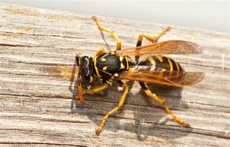 How to get rid of yellow jackets in my garden. How Do I Get Rid of Yellow Jackets in My Beehive ...