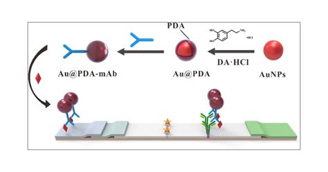 Lateral Flow Immunoassay Based On Polydopamine Coated Gold Nanoparticles For The Sensitive