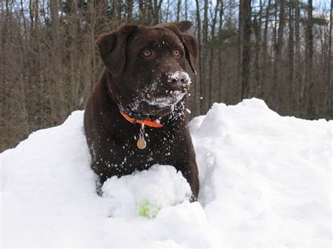 25 Wonderful Chocolate Labrador Retriever Dog Pictures And