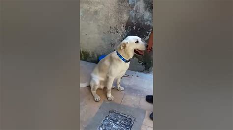 Perro Labrador Obedece A Su Dueño Youtube
