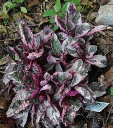 Hemigraphis alternata is a species in the genus hemigraphis. Houseplants forum: My Purple Waffle plants - Garden.org ...