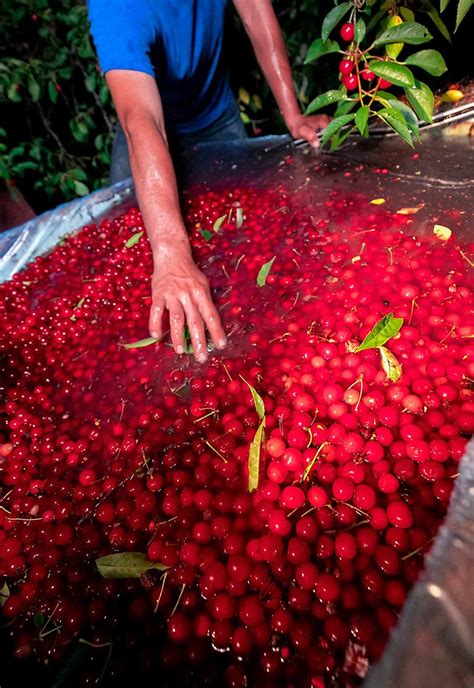 Cherry is the common name for various trees or shrubs comprising the subgenus cerasus within the genus prunus of the rose family rosaceae, a genus that also includes almonds, peaches, plums, apricots and bird cherries. Tart cherry growers feeling the squeeze | Good Fruit Grower