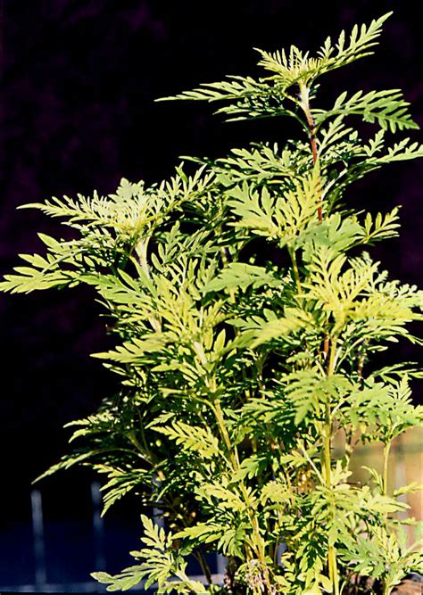 Common ragweed, giant ragweed and perennial ragweed. Ragweed, common (Ambrosia artemisiifolia) and related ...