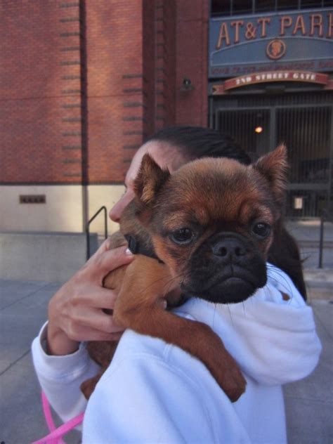 16 things you didn t know about brussels griffons griffon dog griffin dog brussels griffon. Dog of the Day: Sophie the Short-Haired Brussels Griffon ...