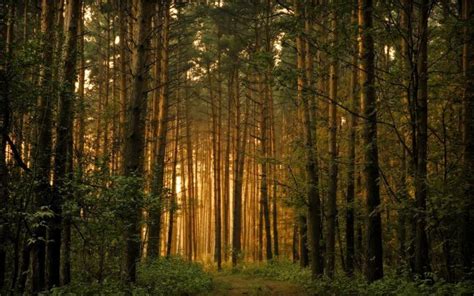32 Pine Forest Wallpapers On Wallpapersafari