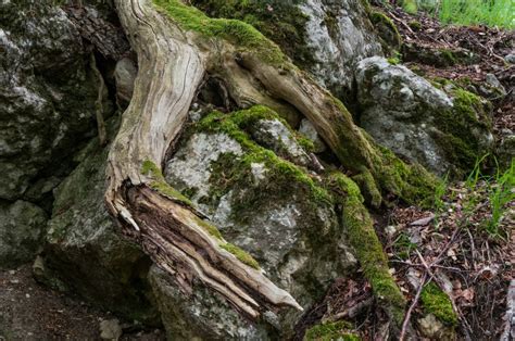 Free Images Nature Rock Wilderness Flower Trunk Moss Formation