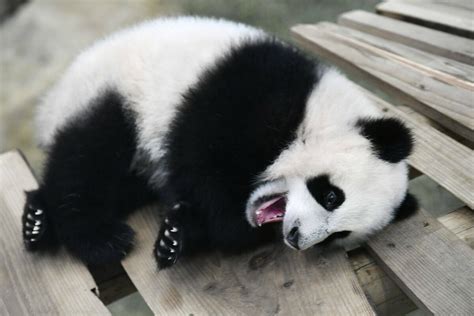 Little Miracle At Washington Zoo Baby Panda Gets The Perfect Name