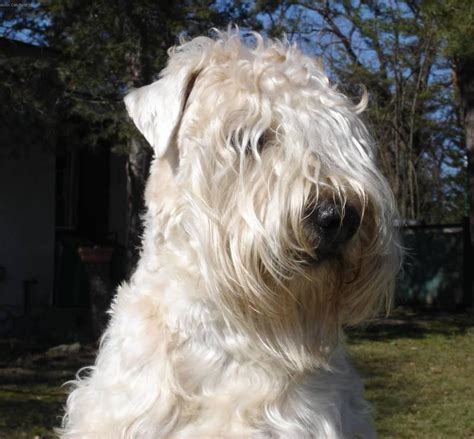 We look forward to helping you find your next. Photos Irish Soft Coated Wheaten Terrier Dog Standard ...