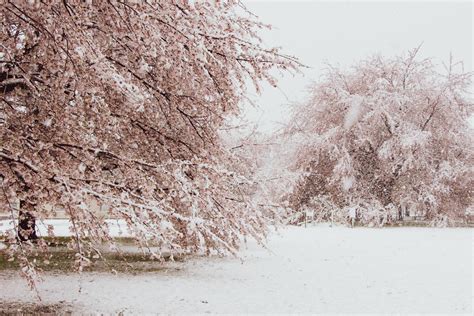 Cherry Tree In Snow Br
