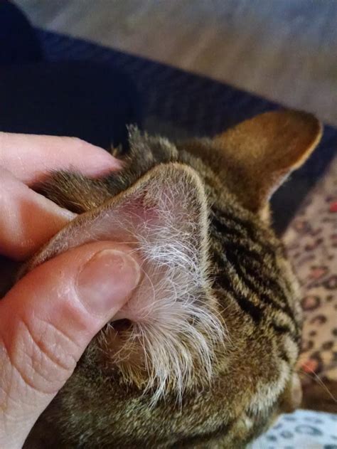 My 6 Month Old Cat Has Developed Yellow Scaly Sores On The Edge Part Of