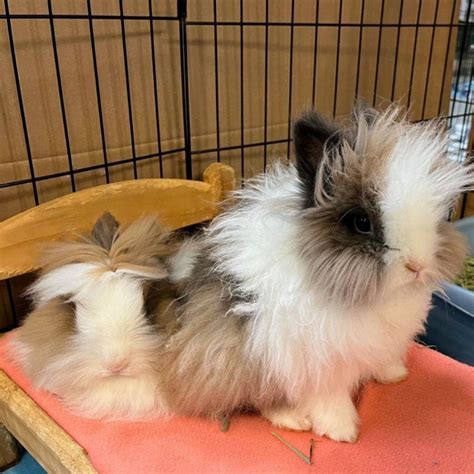 Rabbit For Adoption Furby And Lion A Lionhead In Fountain Valley Ca
